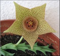Orbea sp harmonie